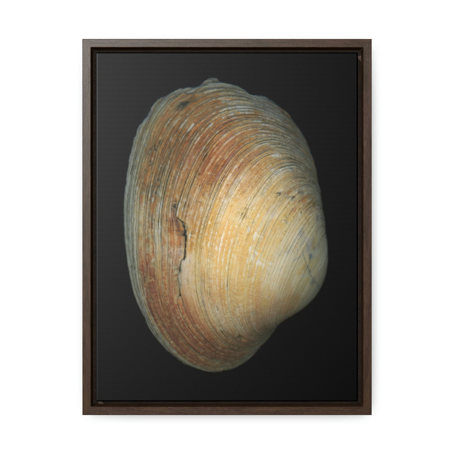 Quahog Clam Shell Purple Right Exterior | Framed Canvas | Black Background