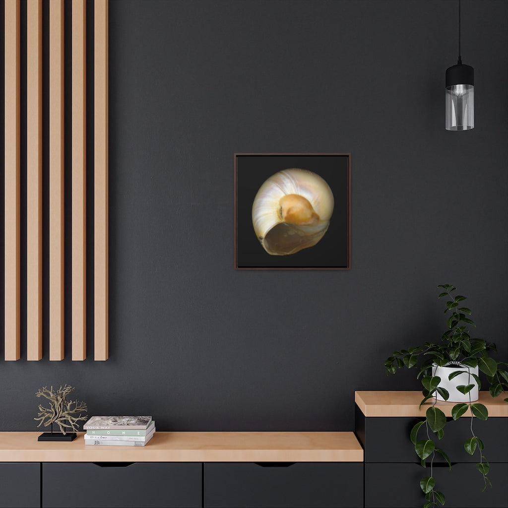 Moon Snail Shell Shark's Eye Umbilical | Framed Canvas | Black Background