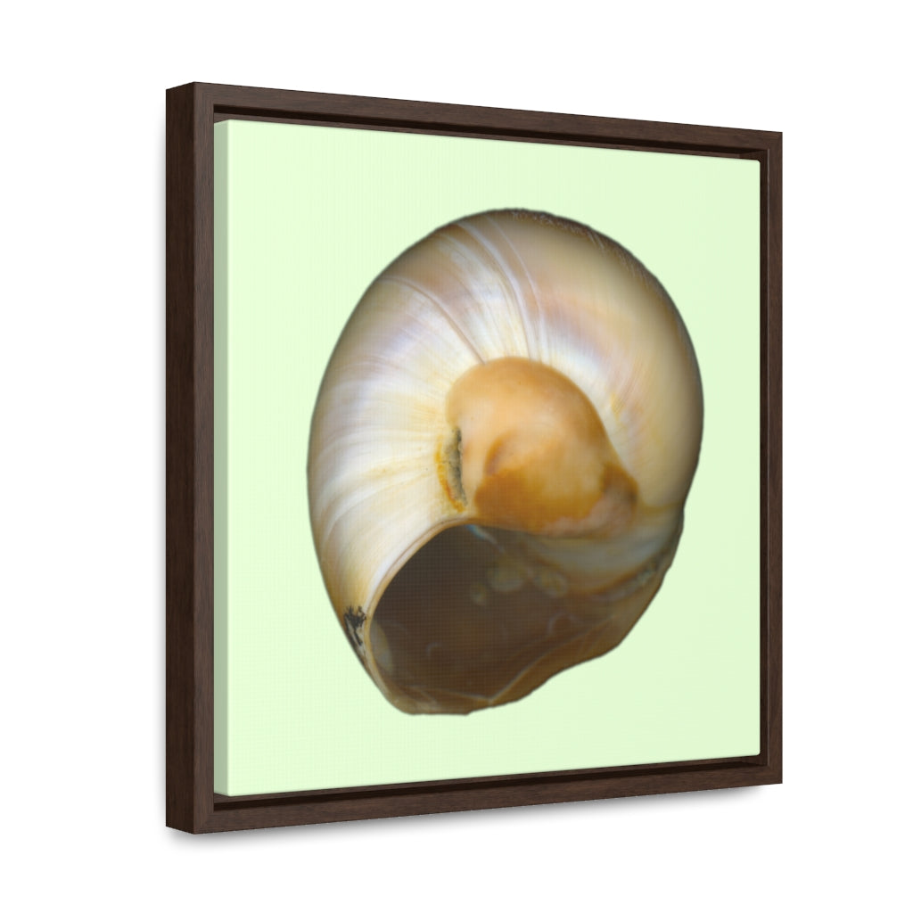 Moon Snail Shell Shark's Eye Umbilical | Framed Canvas | Sea Glass Background