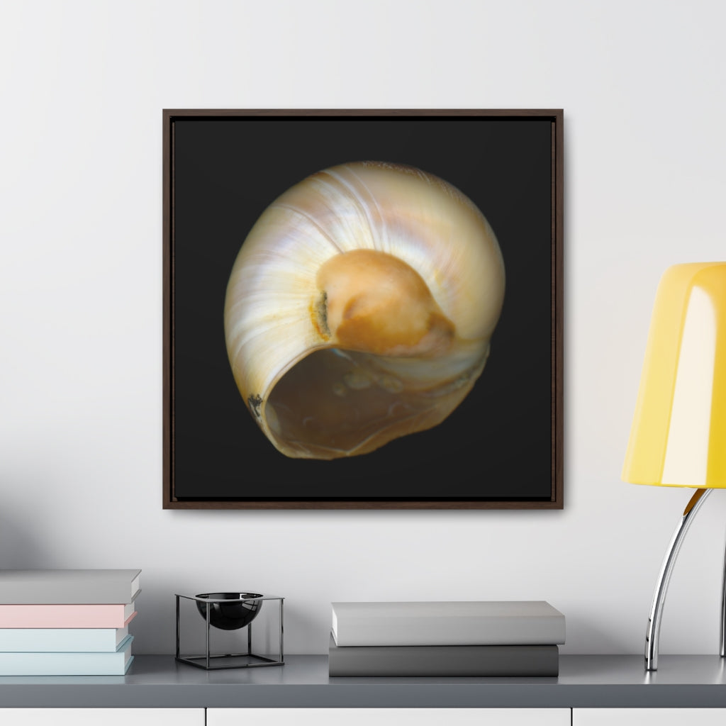 Moon Snail Shell Shark's Eye Umbilical | Framed Canvas | Black Background