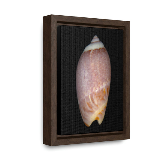 Olive Snail Shell Brown Dorsal | Framed Canvas | Black Background