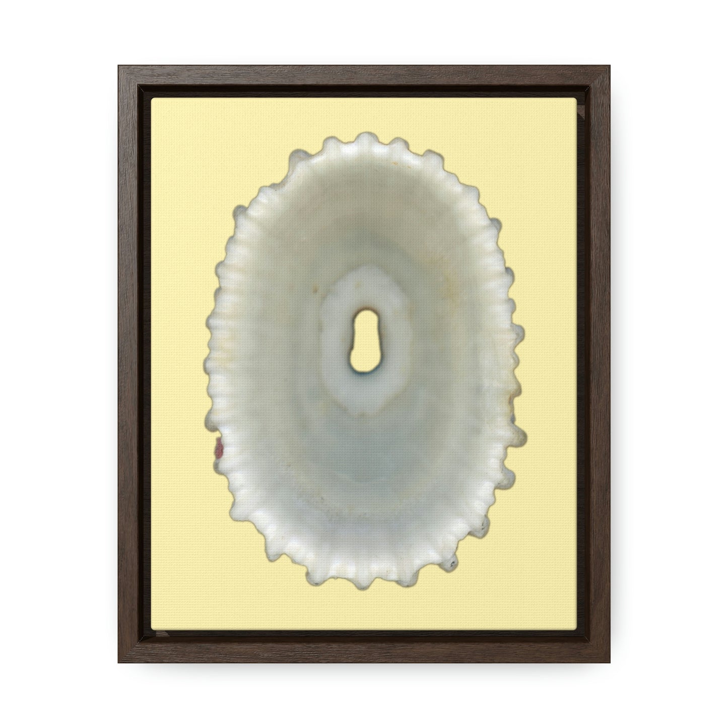 Keyhole Limpet Shell White Interior | Framed Canvas | Sunshine Background