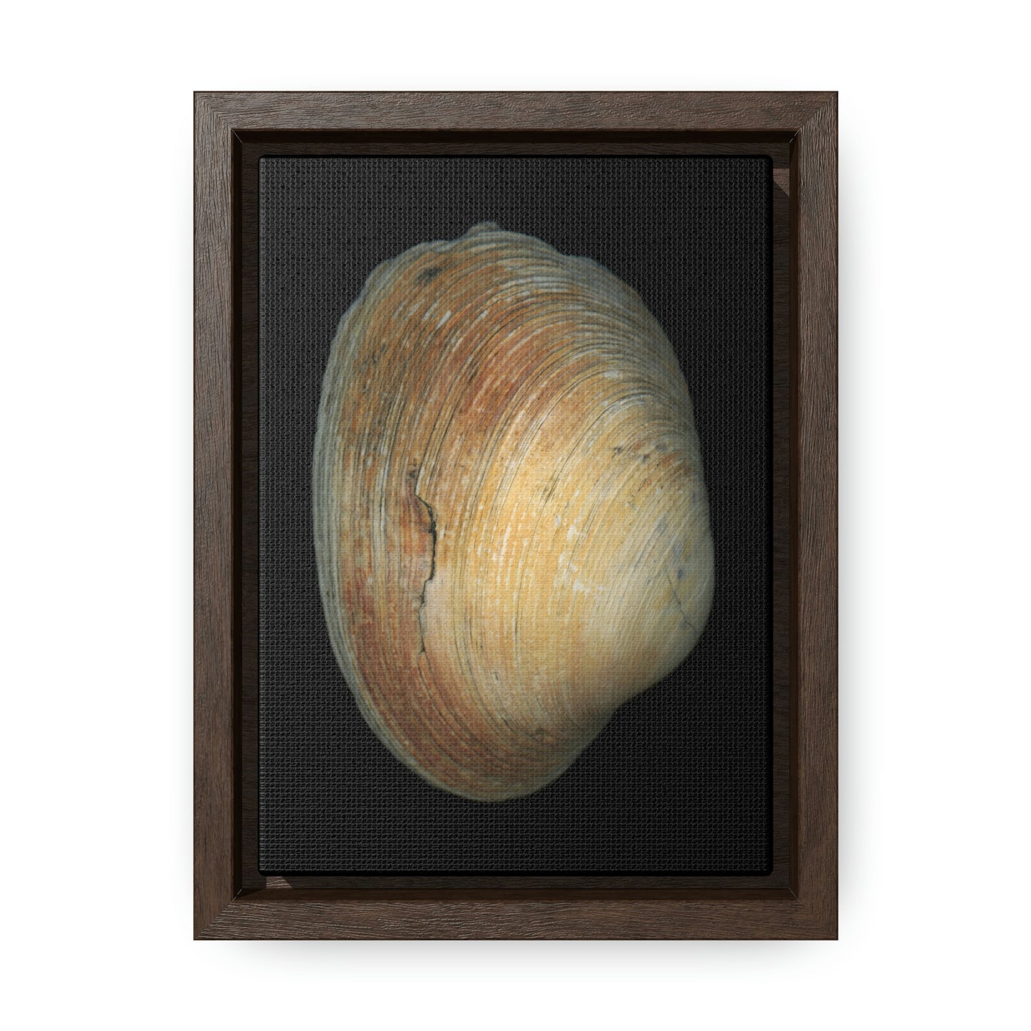 Quahog Clam Shell Purple Right Exterior | Framed Canvas | Black Background