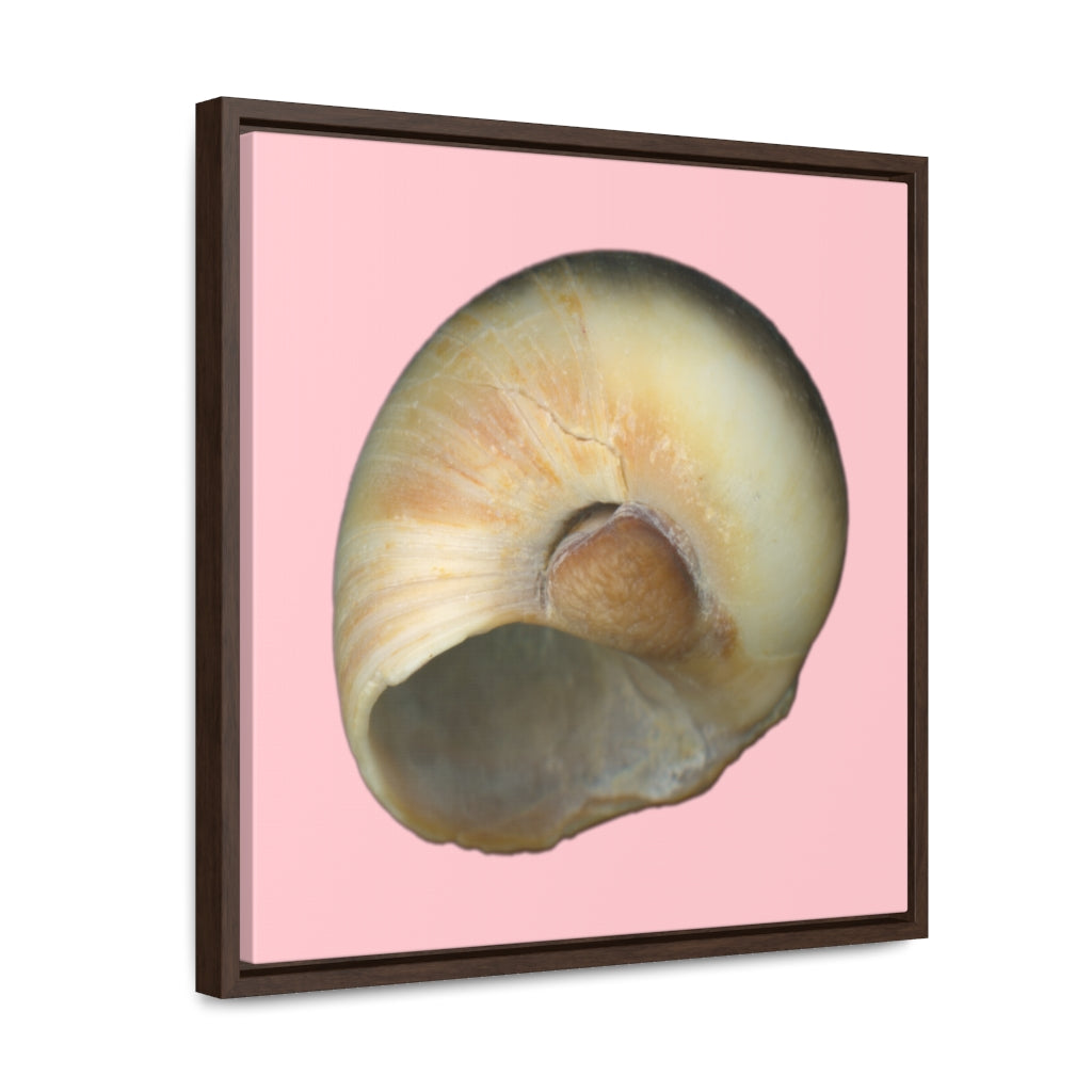 Moon Snail Shell Blue Umbilical | Framed Canvas | Pink Background