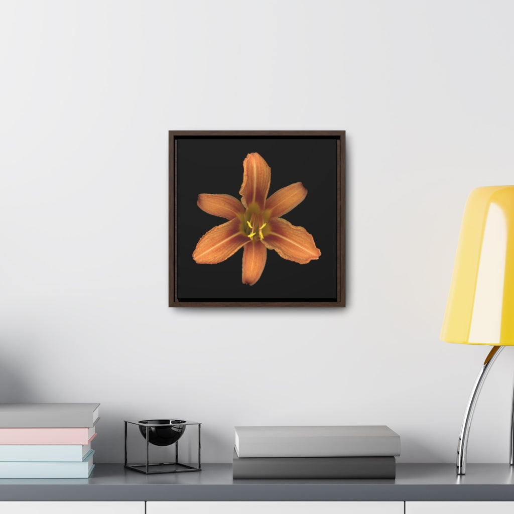 Orange Daylily Flower | Framed Canvas | Black Background