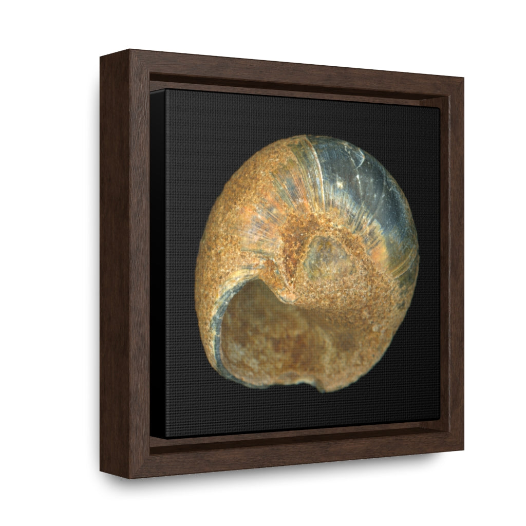 Moon Snail Shell Black & Rust Umbilical | Framed Canvas | Black Background