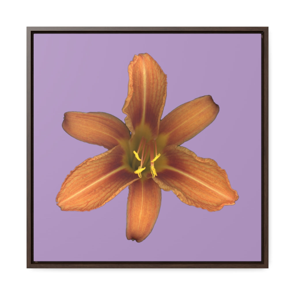 Orange Daylily Flower | Framed Canvas | Lavender Background