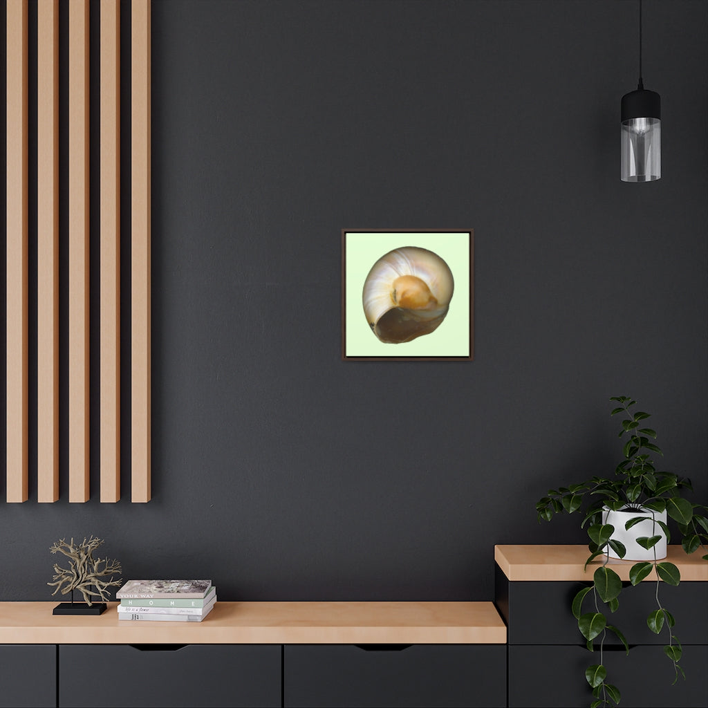 Moon Snail Shell Shark's Eye Umbilical | Framed Canvas | Sea Glass Background