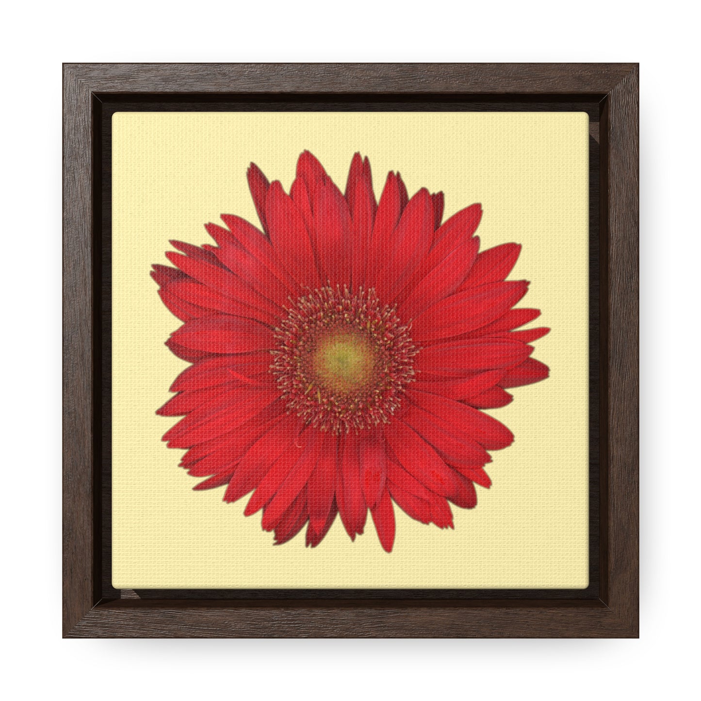 Gerbera Daisy Flower Red | Framed Canvas | Sunshine Background