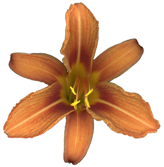 Daylily Flower | Magnet | 1in