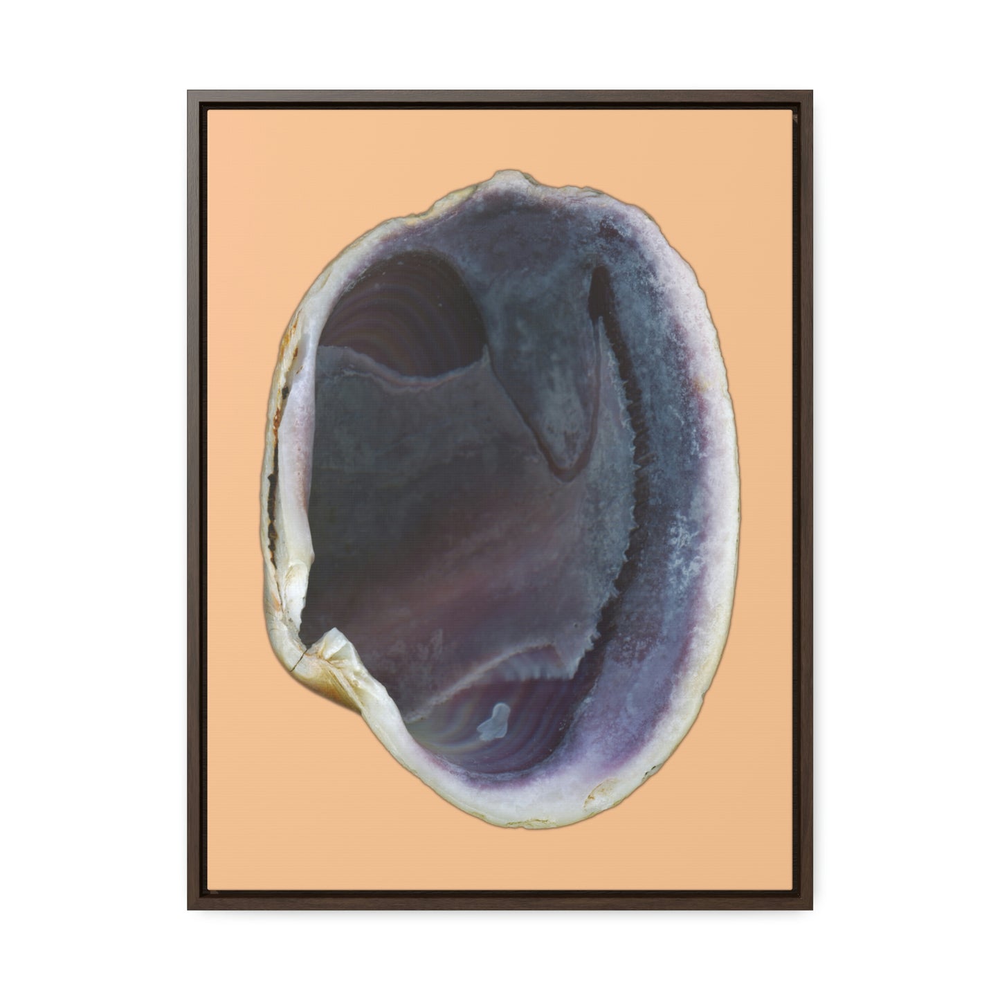 Quahog Clam Shell Purple Right Interior | Framed Canvas | Desert Tan Background