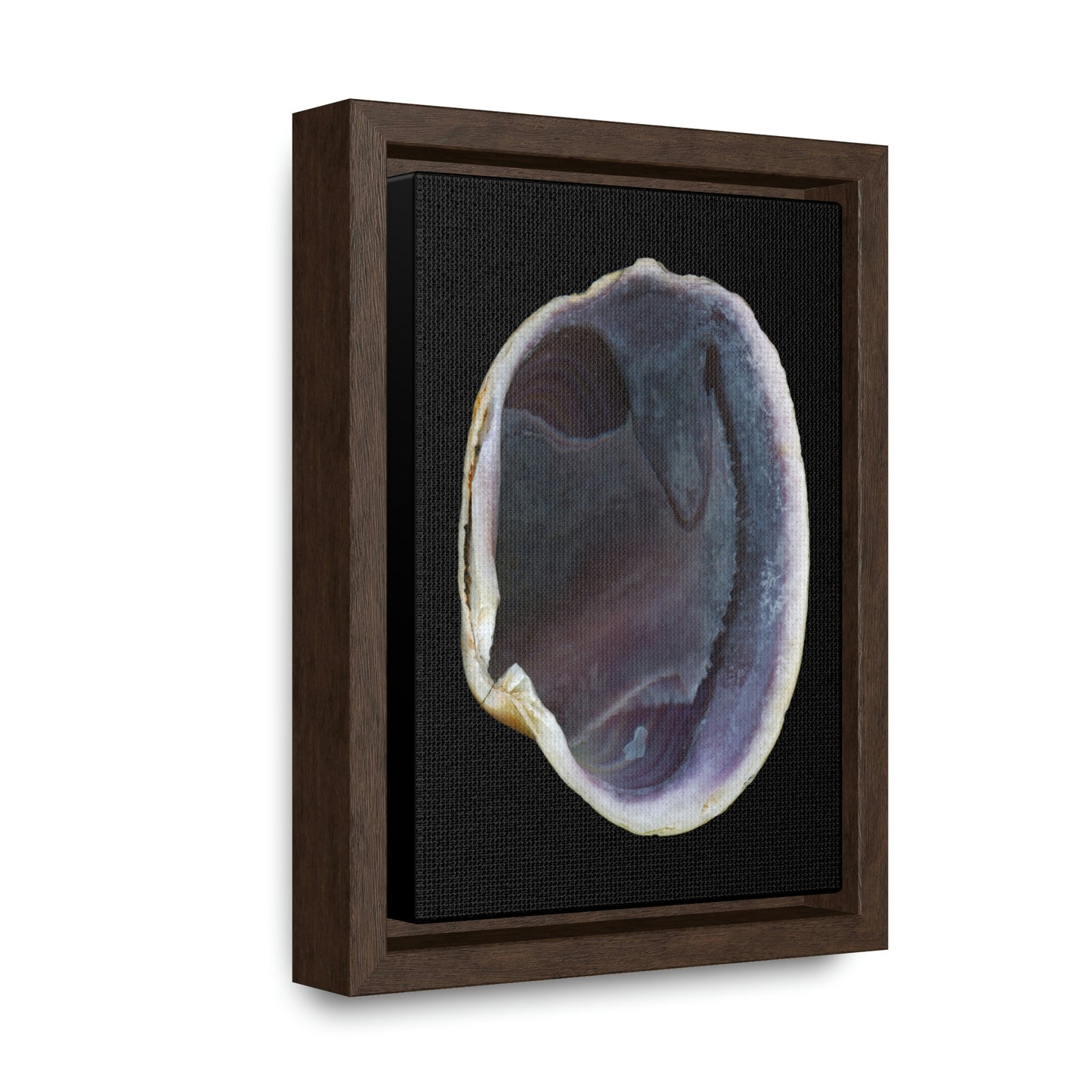 Quahog Clam Shell Purple Right Interior | Framed Canvas | Black Background