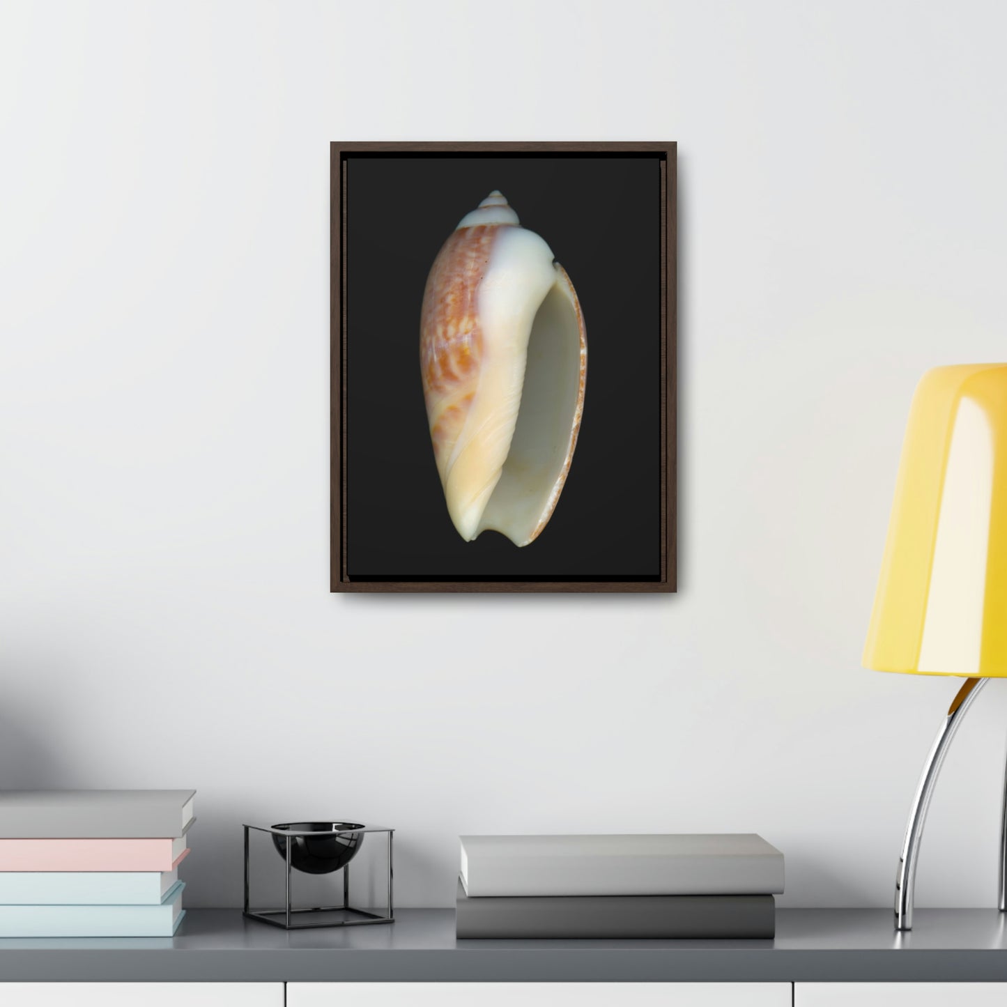 Olive Snail Shell Brown Apertural | Framed Canvas | Black Background