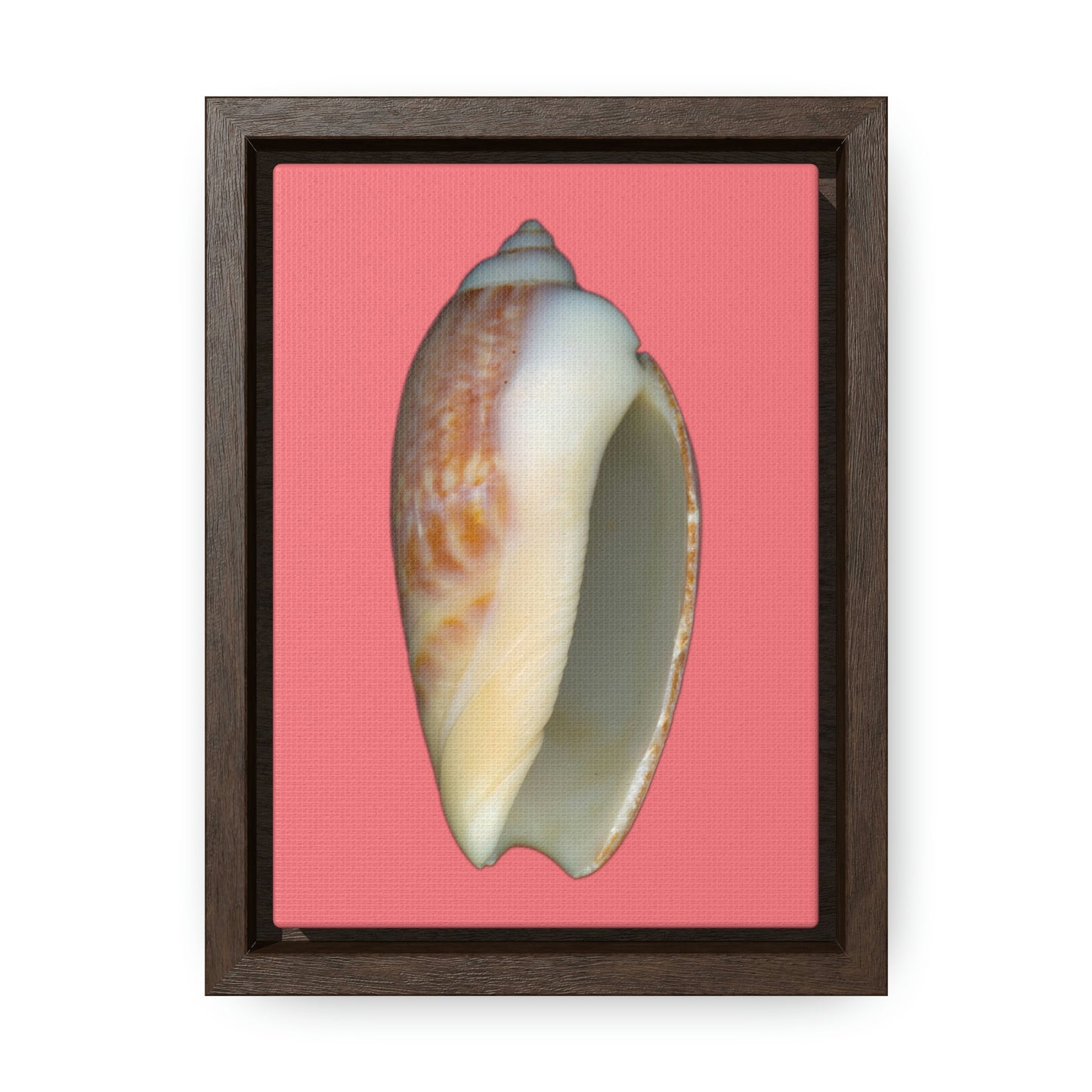 Olive Snail Shell Brown Apertural | Framed Canvas | Salmon Background