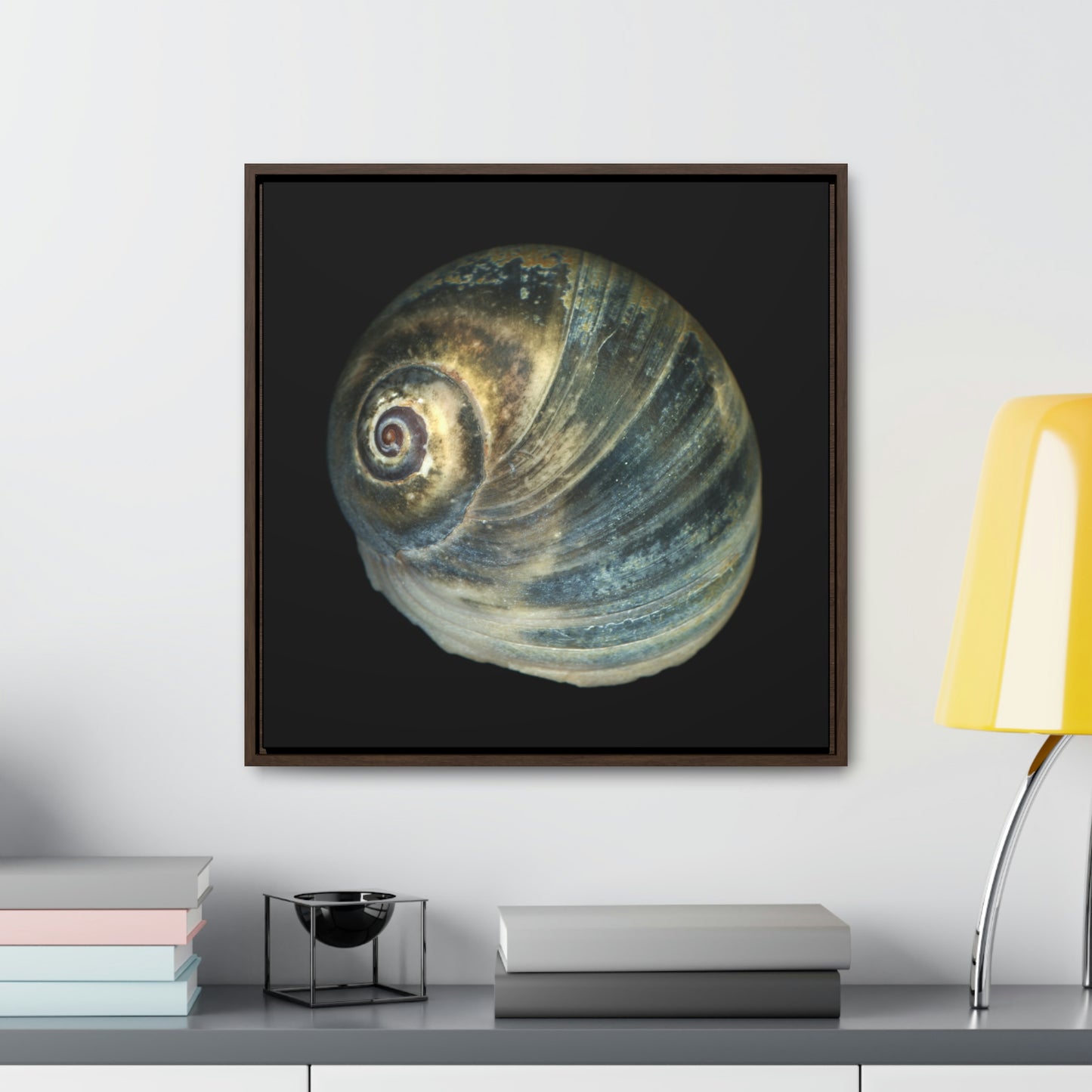 Moon Snail Shell Blue Apical | Framed Canvas | Black Background