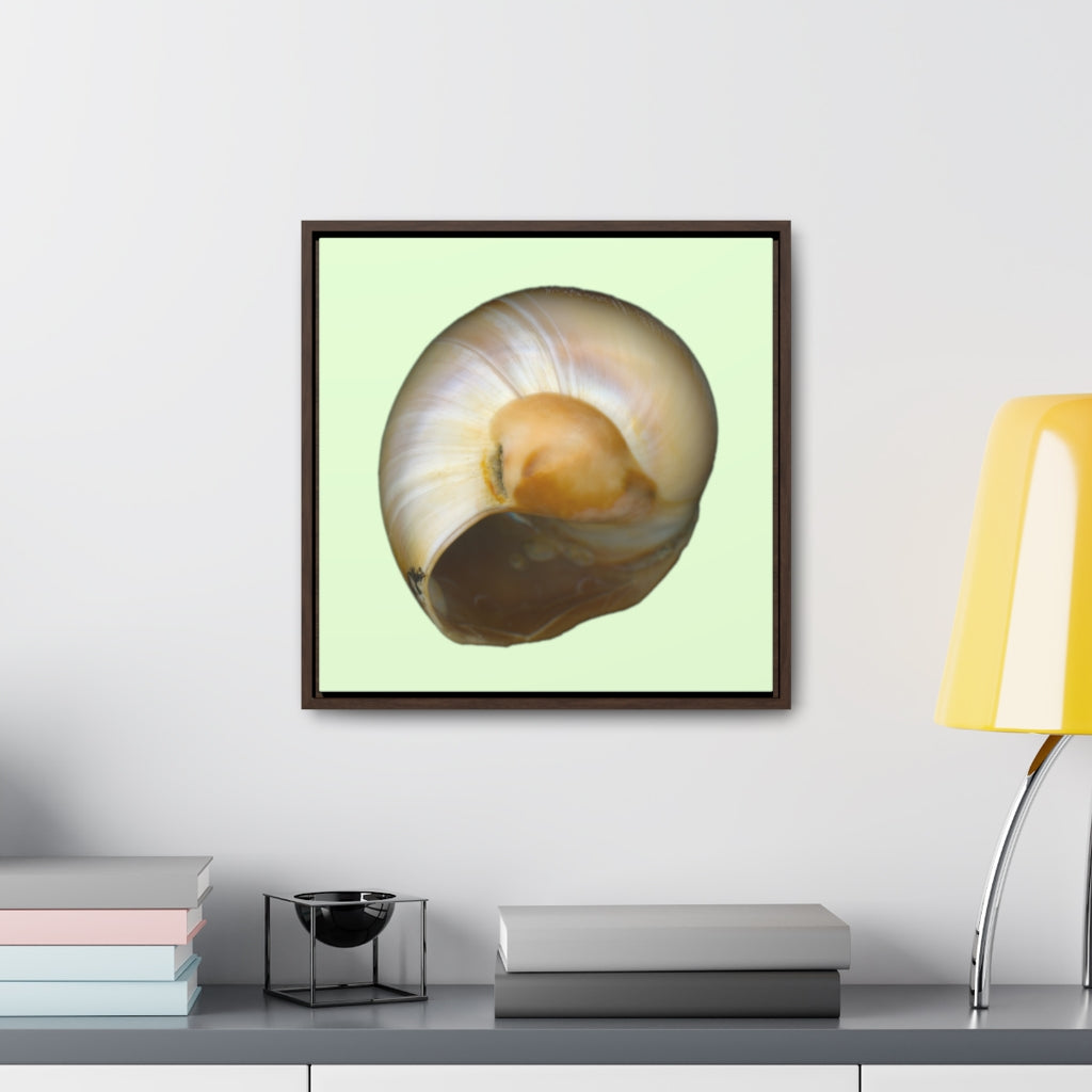 Moon Snail Shell Shark's Eye Umbilical | Framed Canvas | Sea Glass Background