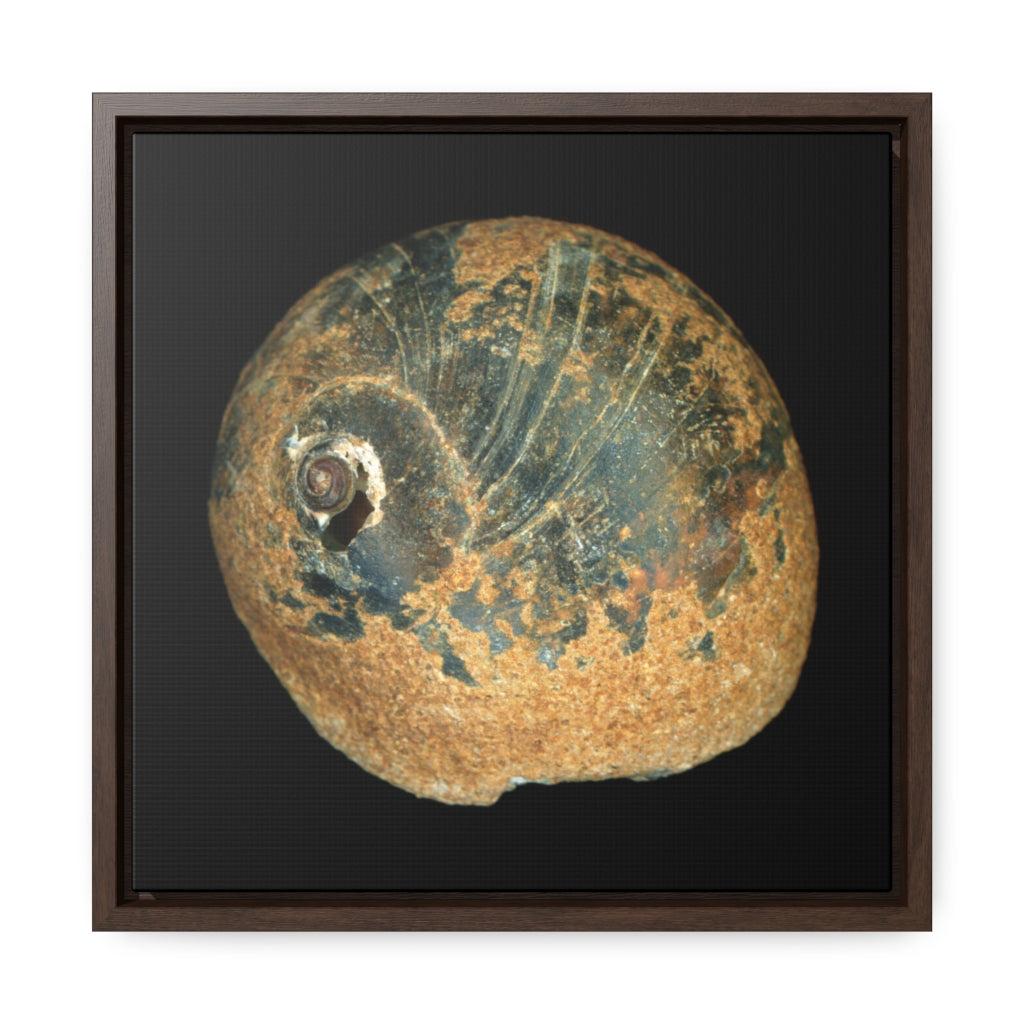 Moon Snail Shell Black & Rust Apical | Framed Canvas | Black Background