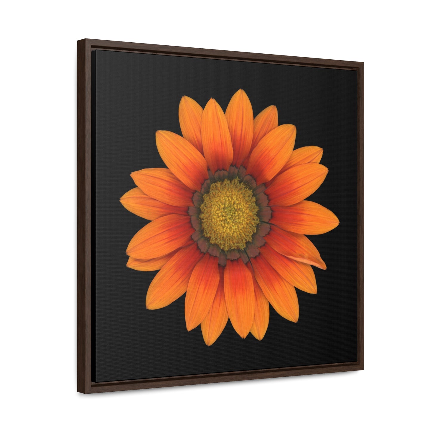 Gazania Flower Orange | Framed Canvas | Black Background