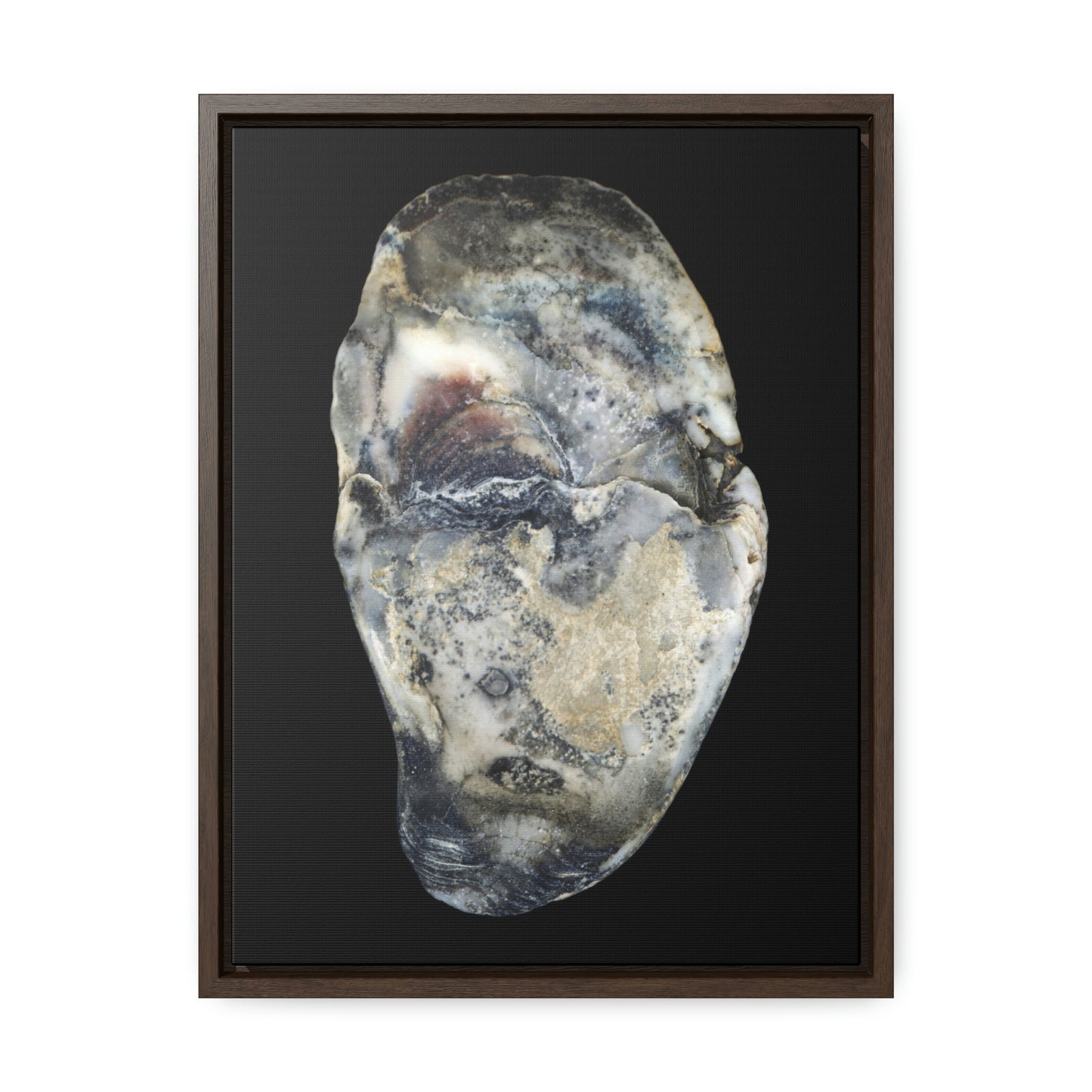 Oyster Shell Blue Right Interior | Framed Canvas | Black Background