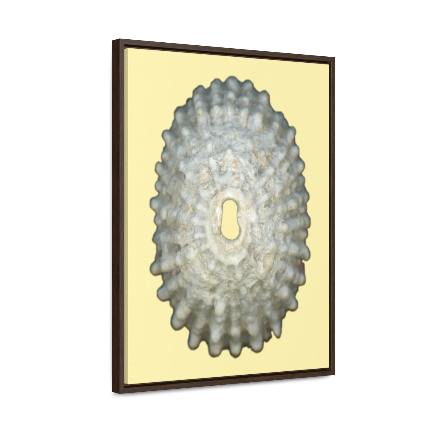 Keyhole Limpet Shell White Exterior | Framed Canvas | Sunshine Background