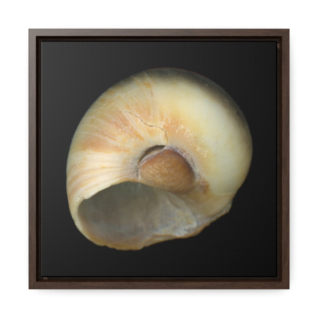 Moon Snail Shell Blue Umbilical | Framed Canvas | Black Background