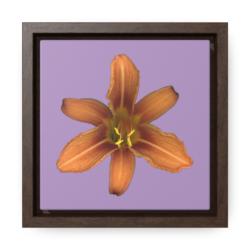 Orange Daylily Flower | Framed Canvas | Lavender Background