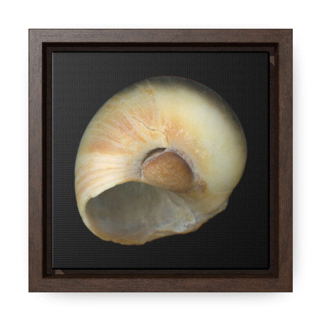 Moon Snail Shell Blue Umbilical | Framed Canvas | Black Background