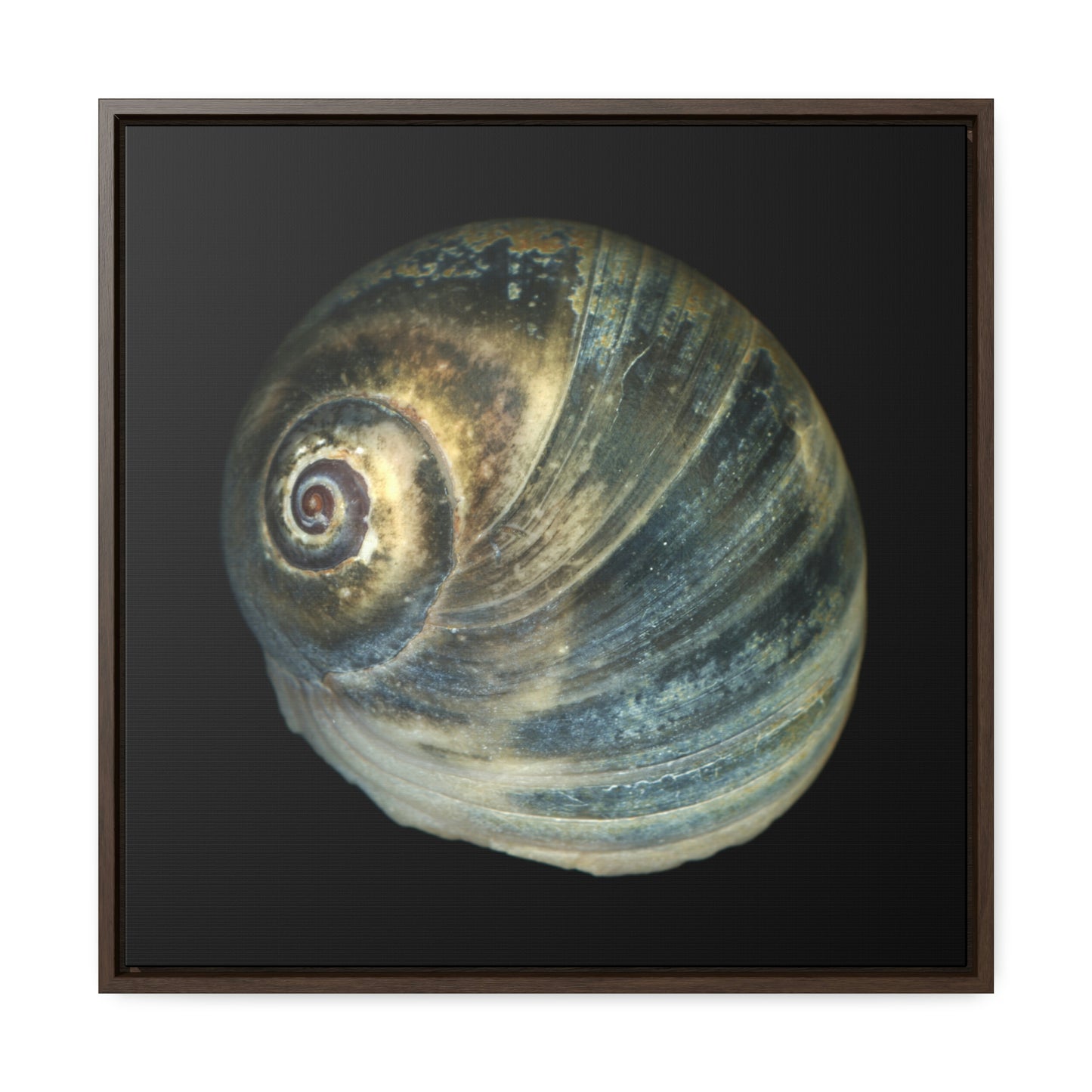 Moon Snail Shell Blue Apical | Framed Canvas | Black Background