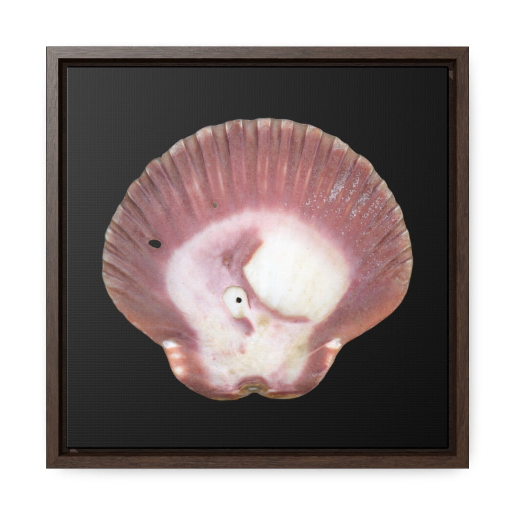 Scallop Shell Magenta Left Exterior | Framed Canvas | Black Background