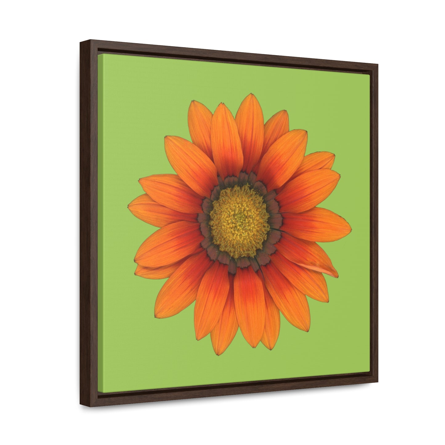 Gazania Flower Orange | Framed Canvas | Pistachio Green Background