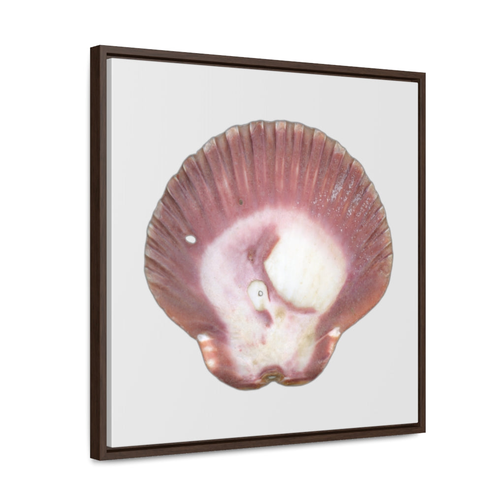 Scallop Shell Magenta Left Exterior | Framed Canvas | Silver Background