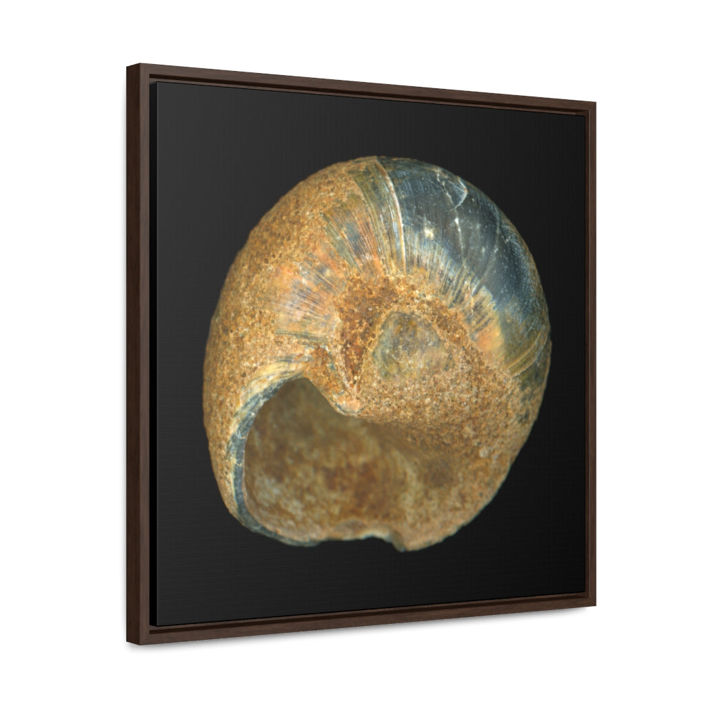 Moon Snail Shell Black & Rust Umbilical | Framed Canvas | Black Background