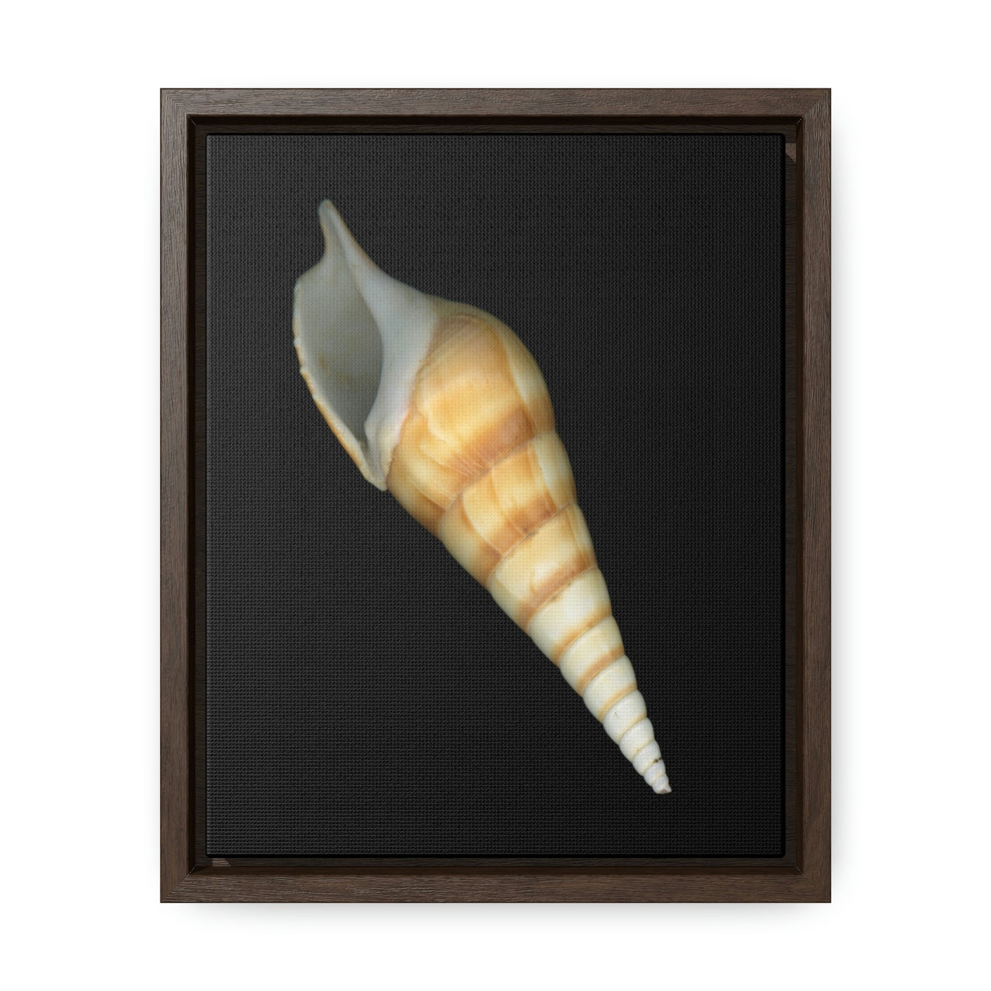 Turrid Shell Tan Apertural | Framed Canvas | Black Background