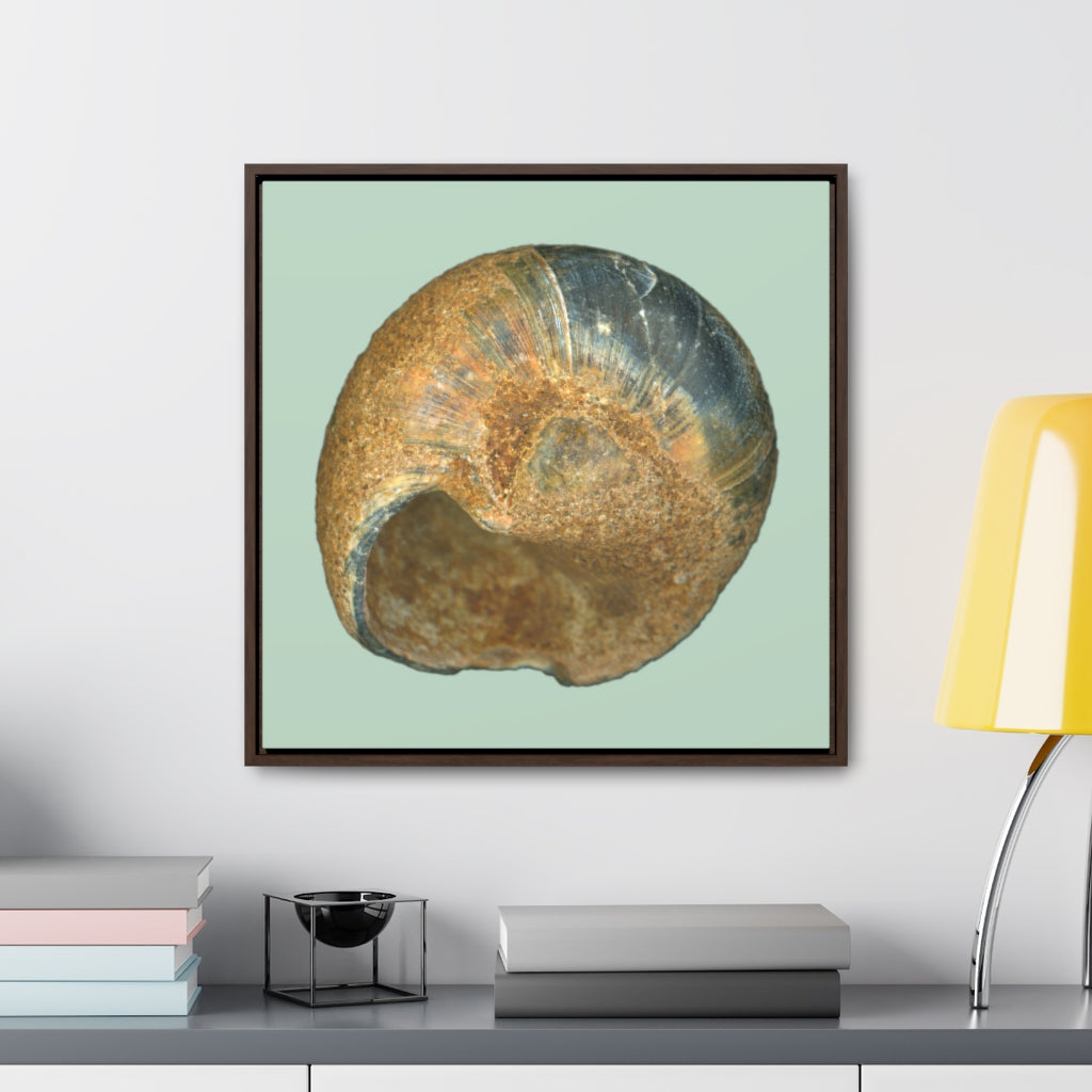 Moon Snail Shell Black & Rust Umbilical | Framed Canvas | Sage Background