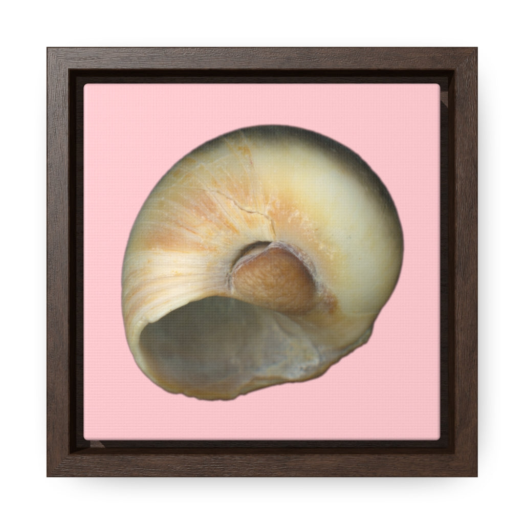 Moon Snail Shell Blue Umbilical | Framed Canvas | Pink Background