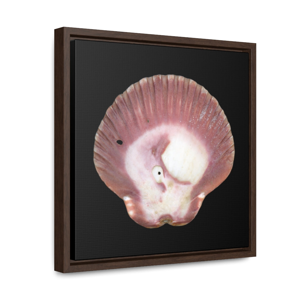 Scallop Shell Magenta Left Exterior | Framed Canvas | Black Background