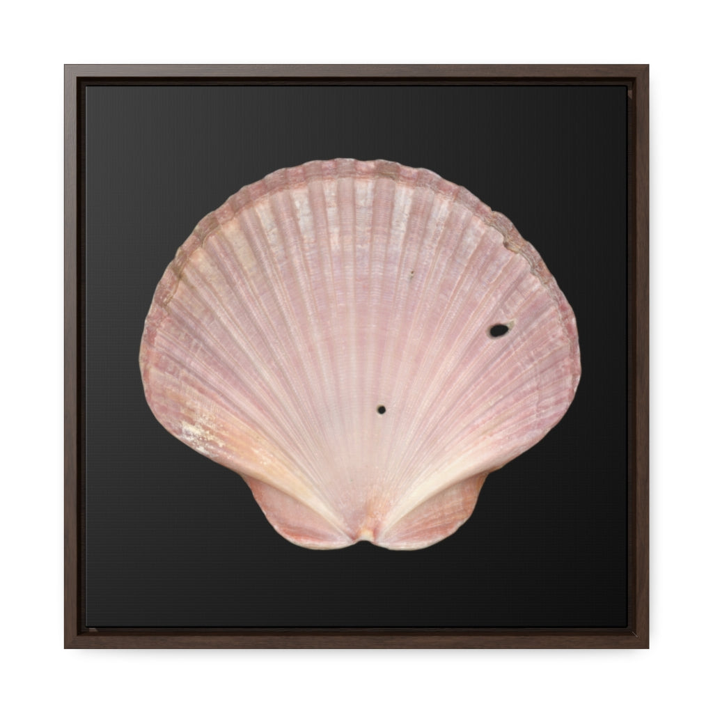 Scallop Shell Magenta Left Interior | Framed Canvas | Black Background