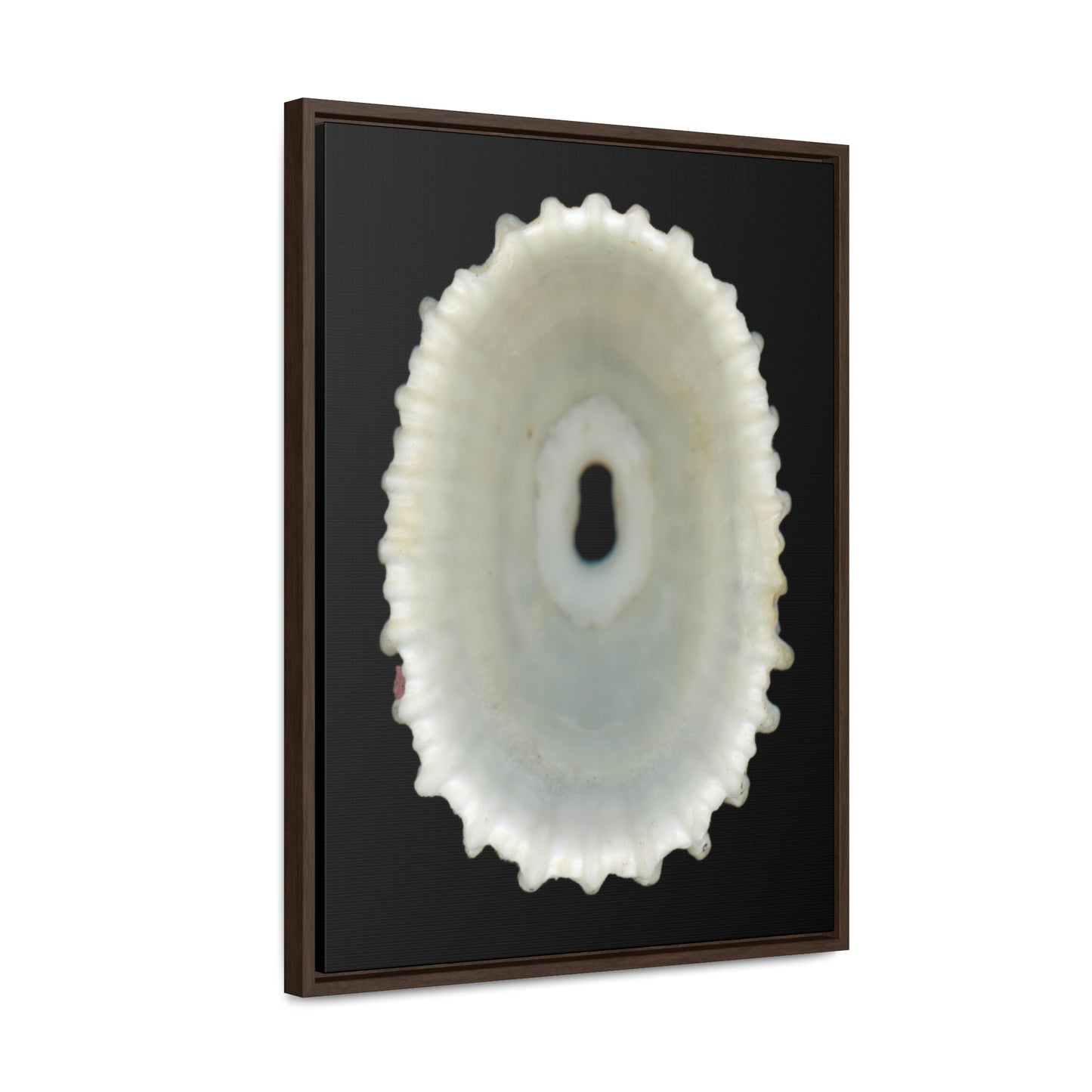 Keyhole Limpet Shell White Interior | Framed Canvas | Black Background