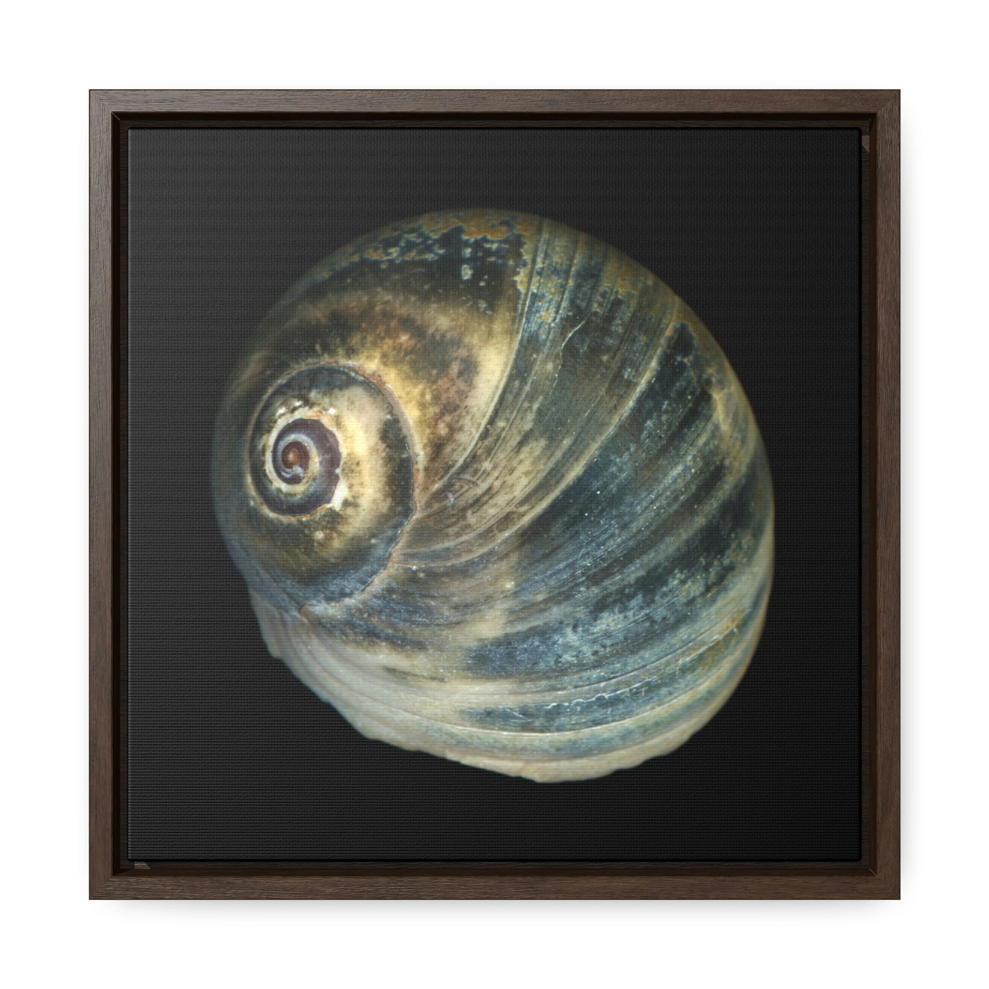 Moon Snail Shell Blue Apical | Framed Canvas | Black Background