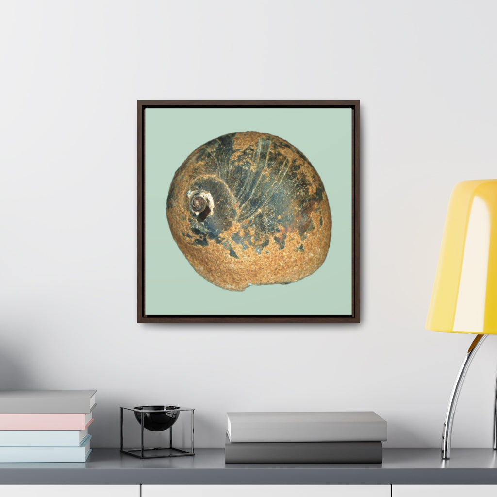 Moon Snail Shell Black & Rust Apical | Framed Canvas | Sage Background