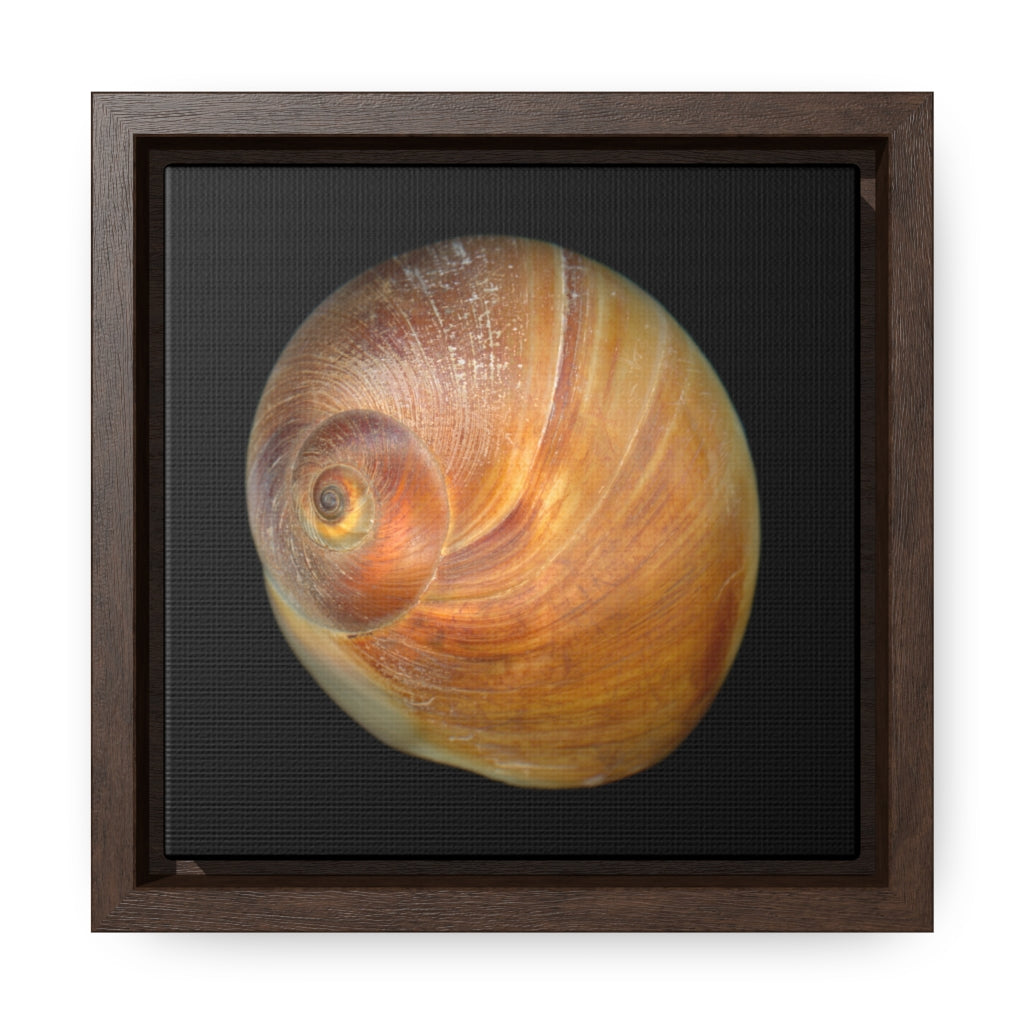 Moon Snail Shell Shark's Eye Apical | Framed Canvas | Black Background