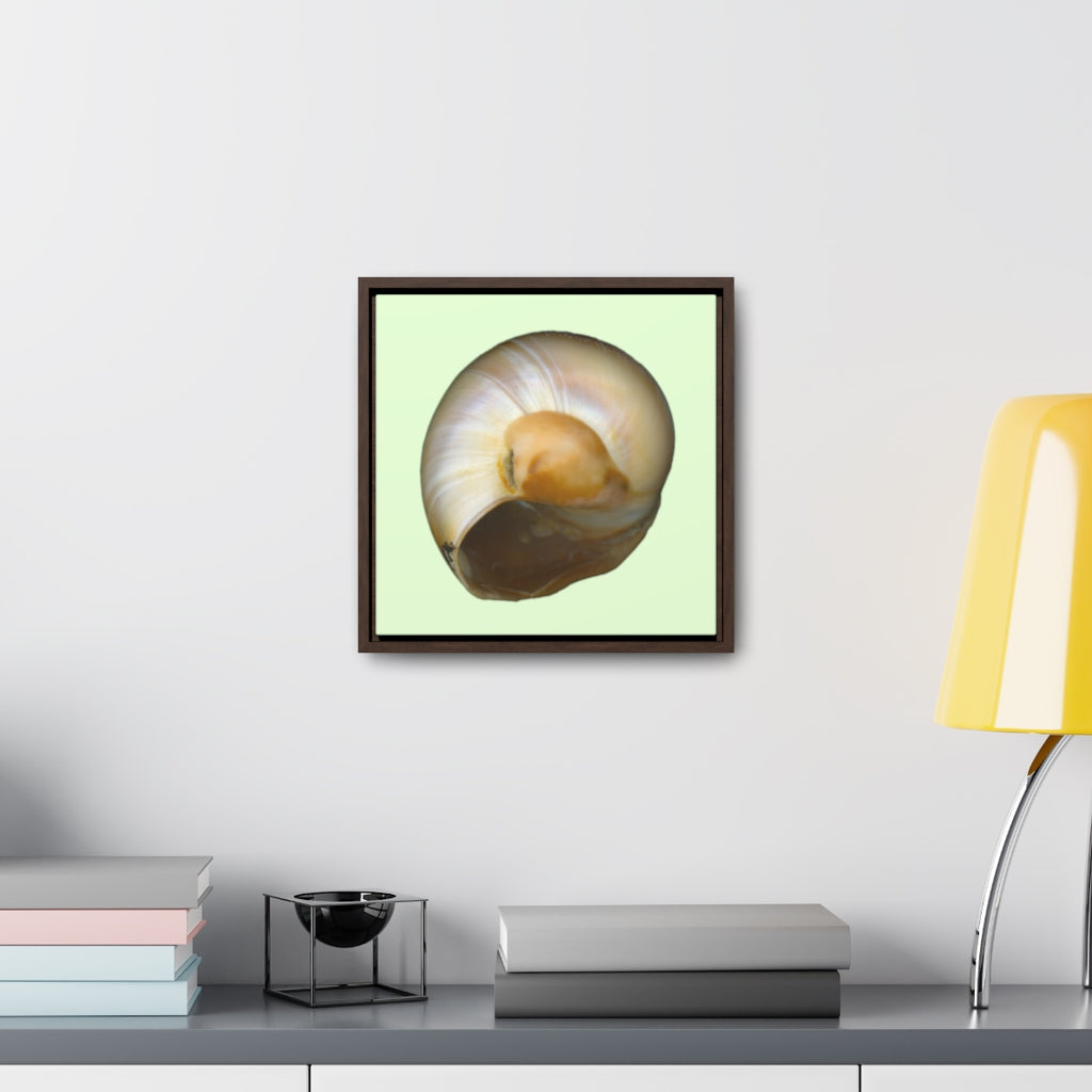 Moon Snail Shell Shark's Eye Umbilical | Framed Canvas | Sea Glass Background