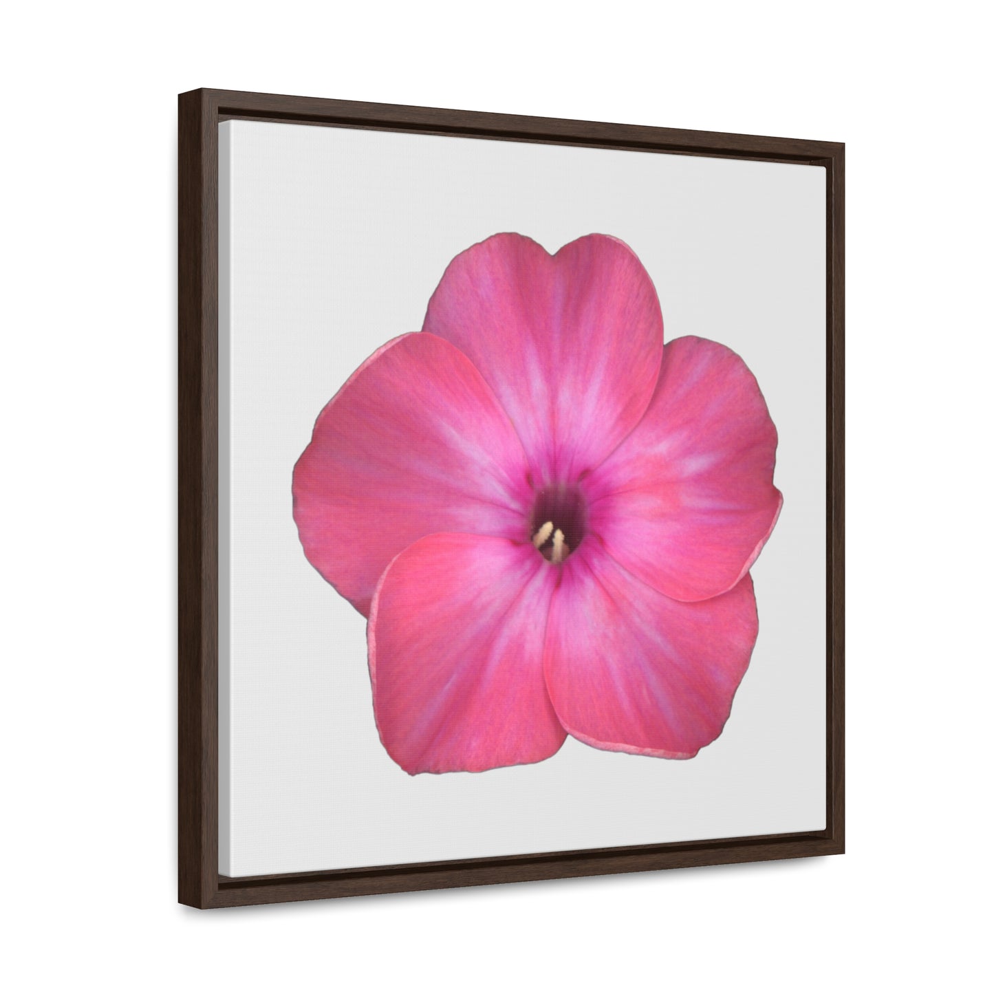 Phlox Flower Detail Pink | Framed Canvas | Silver Background