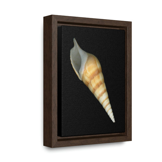 Turrid Shell Tan Apertural | Framed Canvas | Black Background