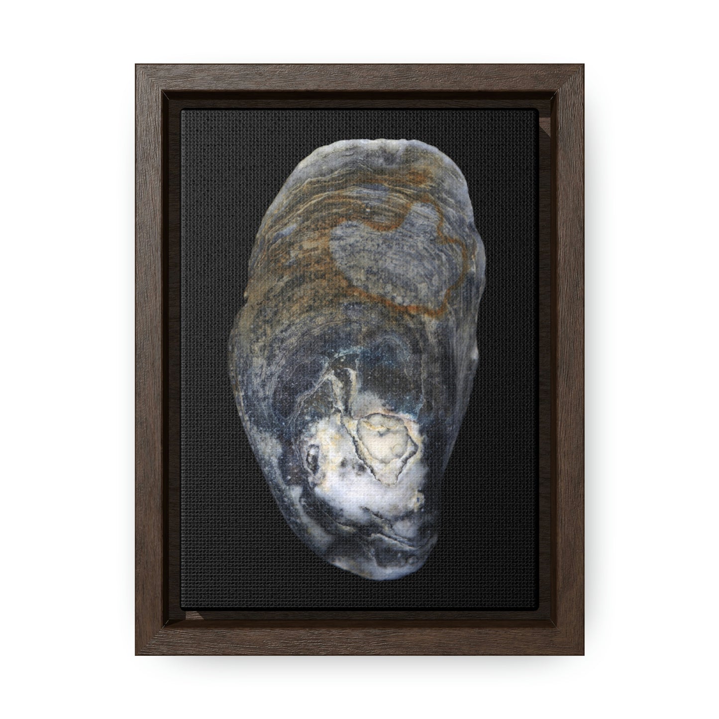 Oyster Shell Blue Right Exterior | Framed Canvas | Black Background