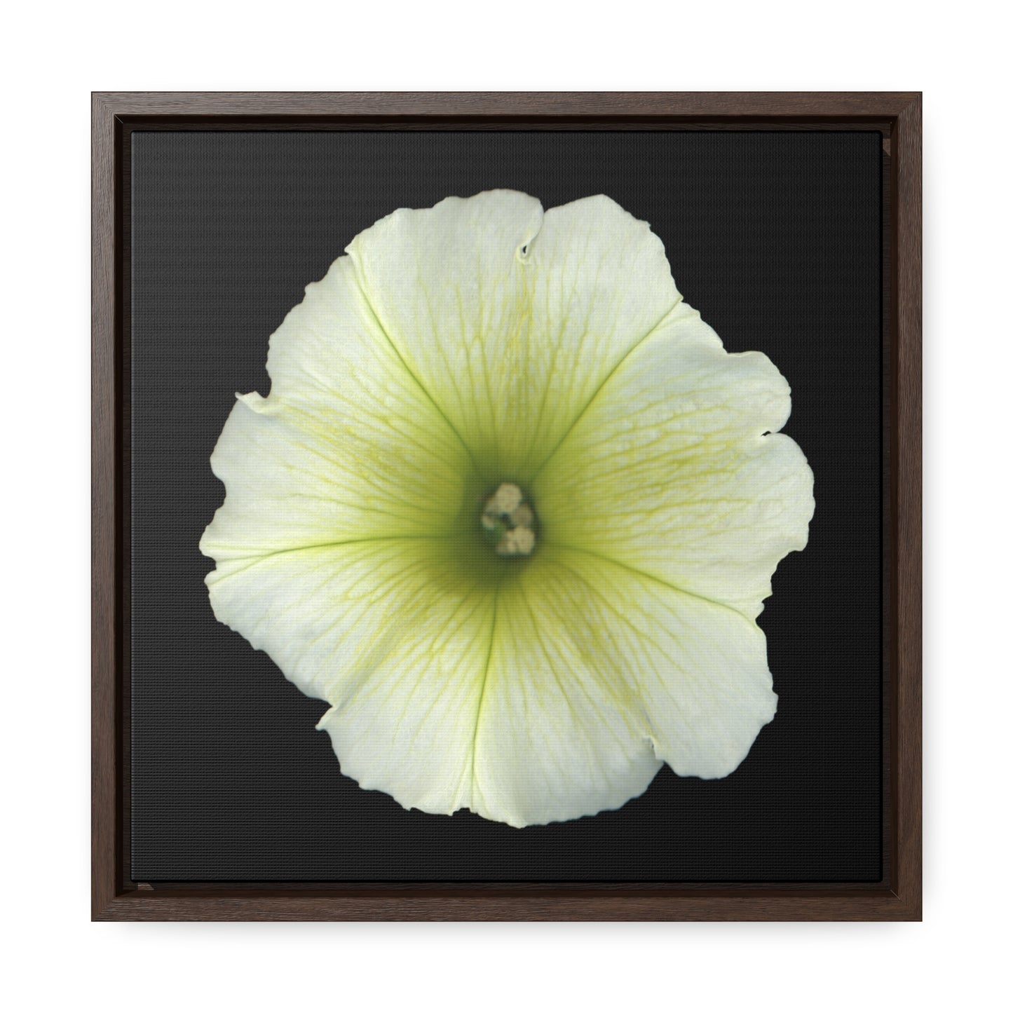 Petunia Flower Yellow-Green | Framed Canvas | Black Background