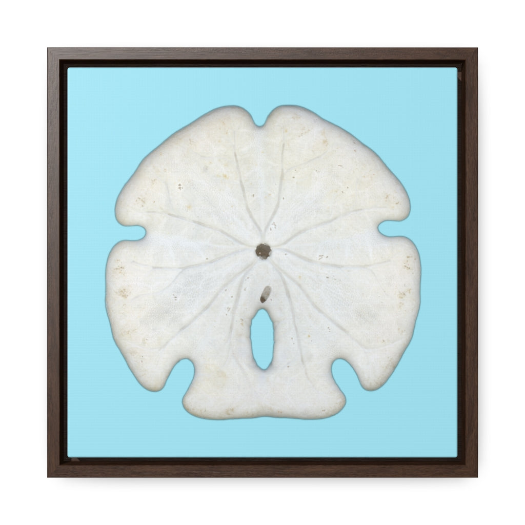 Arrowhead Sand Dollar Shell Bottom | Framed Canvas | Sky Blue Background