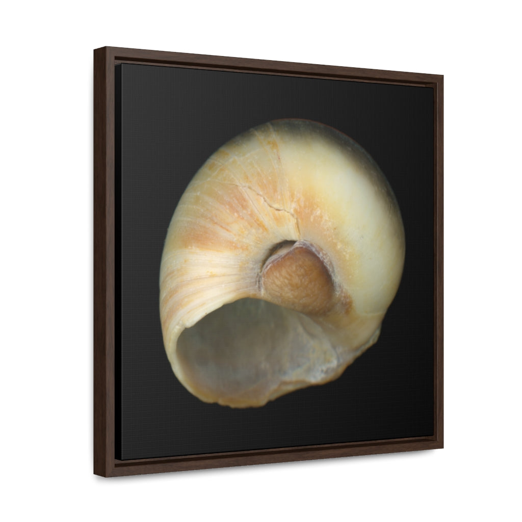 Moon Snail Shell Blue Umbilical | Framed Canvas | Black Background