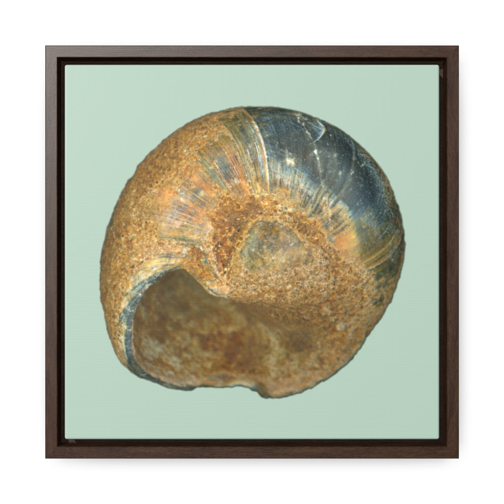 Moon Snail Shell Black & Rust Umbilical | Framed Canvas | Sage Background