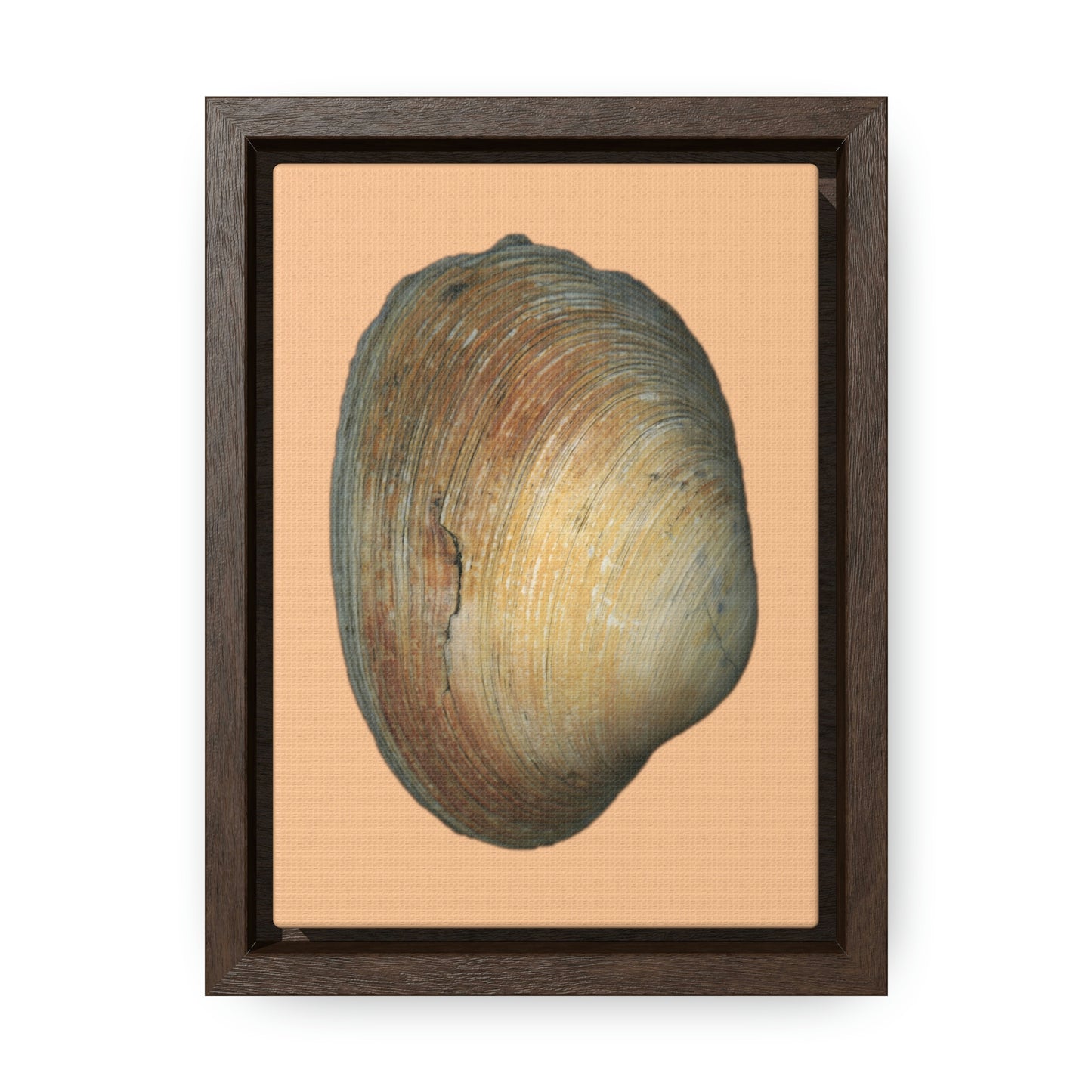 Quahog Clam Shell Purple Right Exterior | Framed Canvas | Desert Tan Background